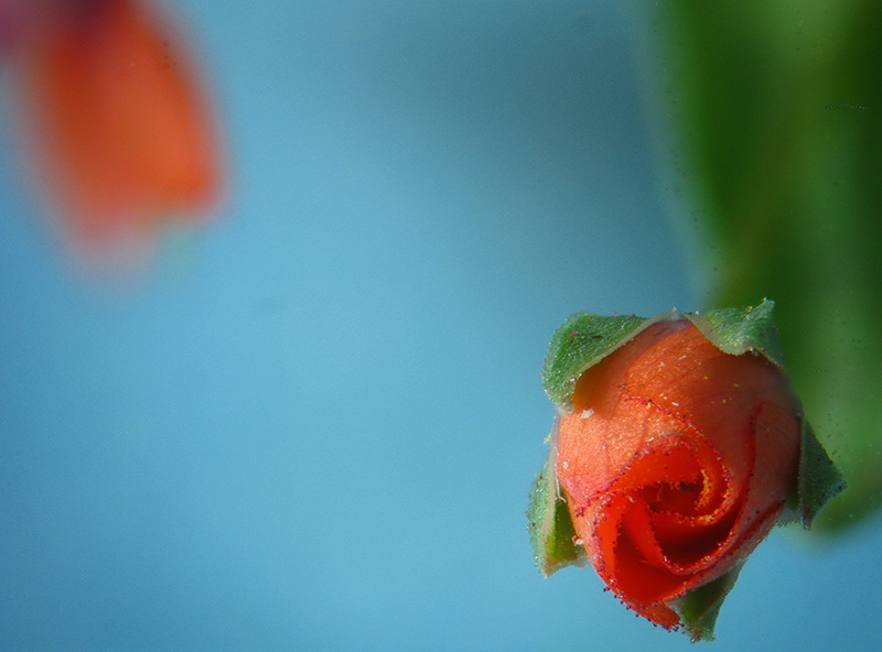 Lysimachia arvensis / Mordigallina